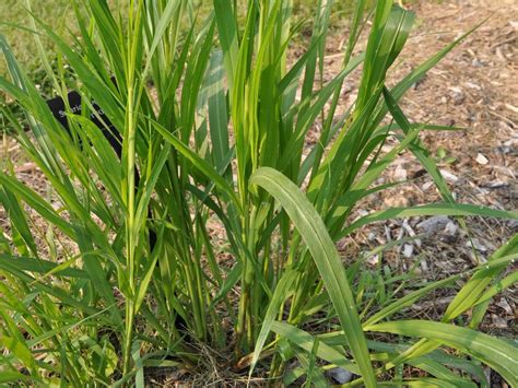 How To Identify Foxtail Grass