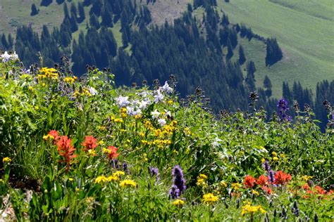 Rocky Mountain Wildflower Season Lengthens By More Than A