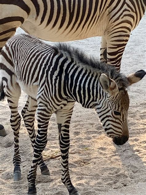 Baby Zebra Born At Disneys Animal Kingdom