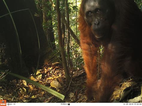 Bornean Orangutan The Largest Arboreal Mammal Stephanie Manka Phd