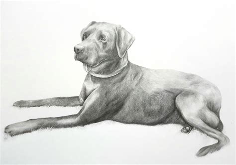 Dog Laying Down Drawing Vlrengbr