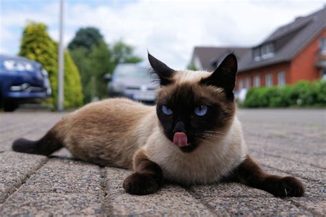 Siamese Munchkin Cat 7 Things Owners Need To Know I Discerning Cat