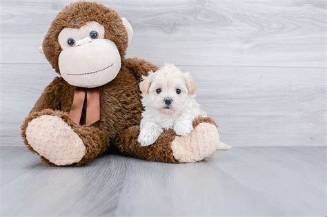 Our maltipoo puppies for sale are dna tested and derived from champions. Malti Poo Puppies for Sale Ohio | Maltipoo Pups Online in 2020 | Puppies for sale, Maltipoo ...