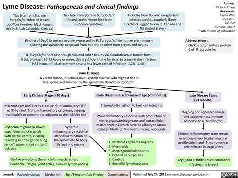 Lyme Disease Pathogenesis And Clinical Findings Calgary Guide