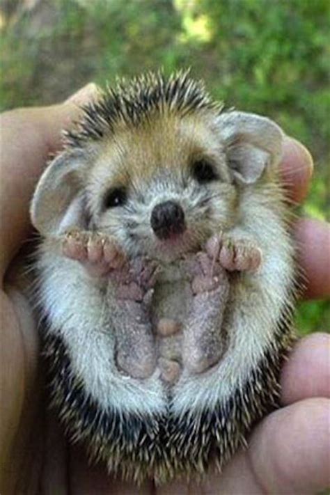 89 Best Images About Cute Baby Hedgehogs On Pinterest