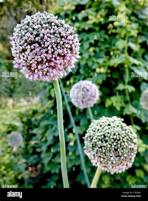 Allium Seed Heads Hi Res Stock Photography And Images Alamy