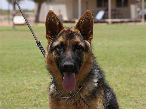 Where do black german shepherds originate? Black and Red German Shepherd Dog for sale - ZAUBERBERG!