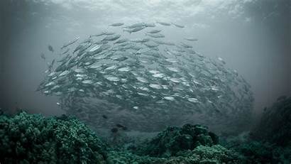 Fish Underwater Sea Nature Water Shoal Coral