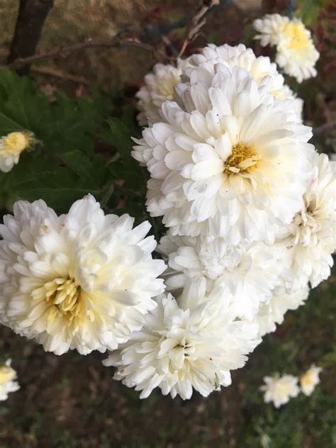 Buy Chrysanthemum White Live Plant Bloomybliss
