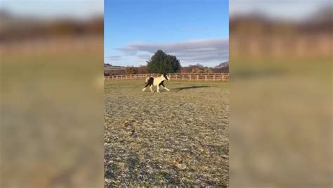 Pony Dumped Like Rubbish Is Now Horsing Around With A Toy Pal This