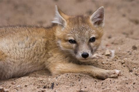 Swift Fox Fox Facts And Information