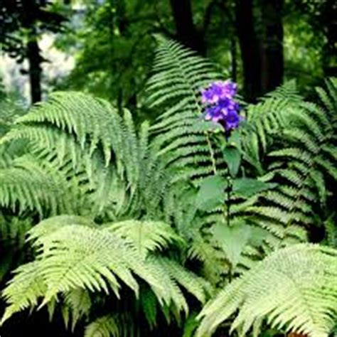 Apr 24, 2021 · mature ferns sprout white or pink flowers and grow green, inedible berries. Fern Flower | Cryptid Wiki | Fandom powered by Wikia
