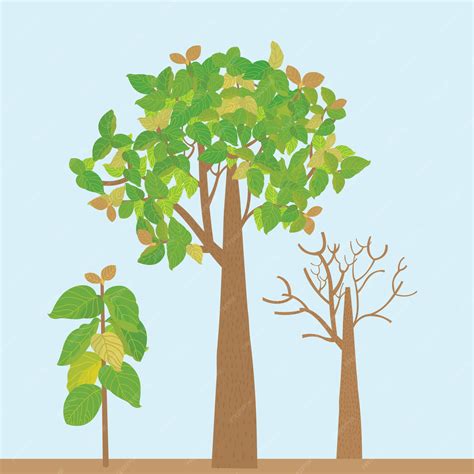 Premium Vector Teak Tree Illustration