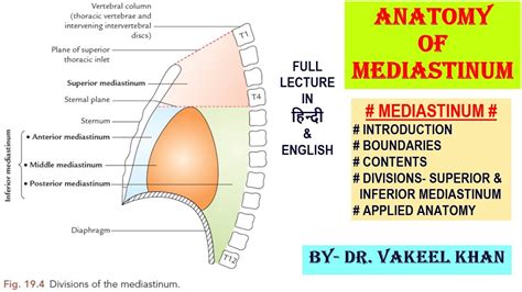 Anatomy Of Mediastinum Superior And Inferior Mediastinum Boundaries