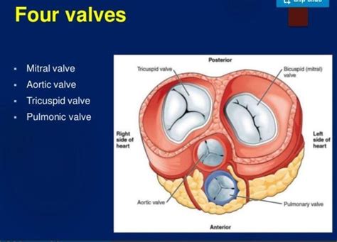 Pin by Gladys Stephen on Cardiovascular system | Tricuspid valve