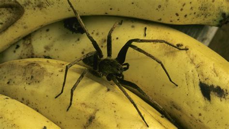 Saarland: Giftige Bananenspinnen entwischt - Biomarkt gesperrt