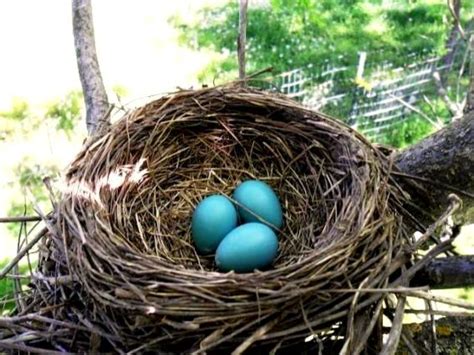 How To Make A Spring Birds Nest Flea Market Gardening