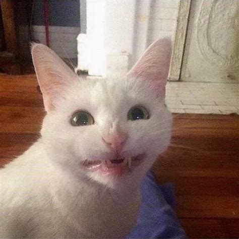 Nineteen Derpy Cats Making Stupid Faces Memebase Funny Memes In