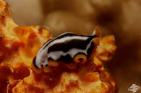 Marine Flatworms Facts Photographs And Video Seaunseen