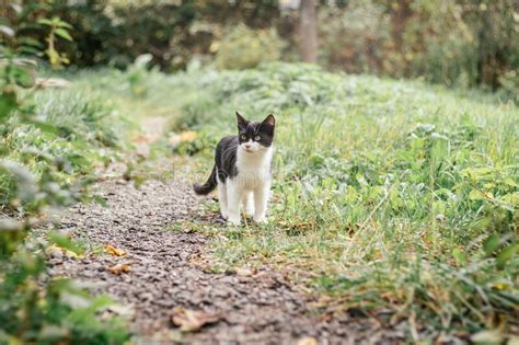 Small Black And White Kitten 4 Months Old Walks Along Path Among
