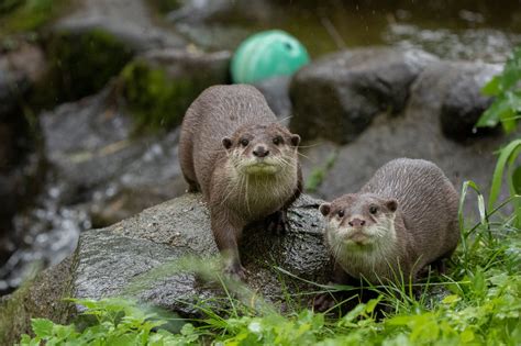 Cute Otter Couple Arrive At Edinburgh Zoo Edinburgh Live