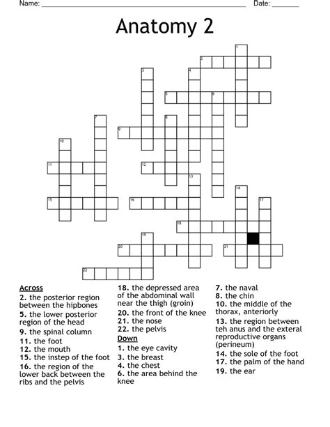 Anatomy Crossword Puzzles With Answers