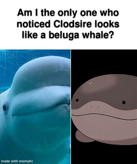 Beluga Whales Are Often Described As Friendly And Squishy Rmandjtv