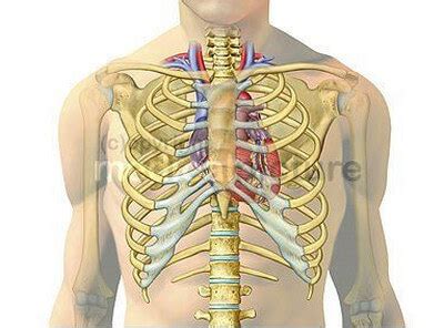 Where is the Heart Located ? Boundaries and Surface Anatomy
