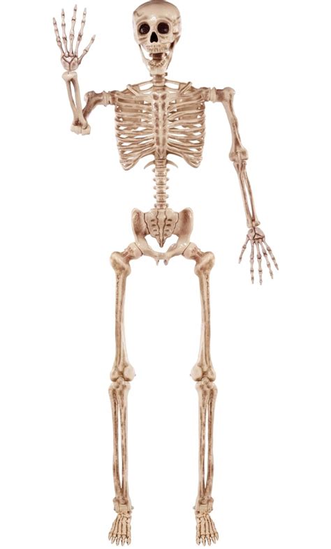 Skeleton Blank Template Imgflip