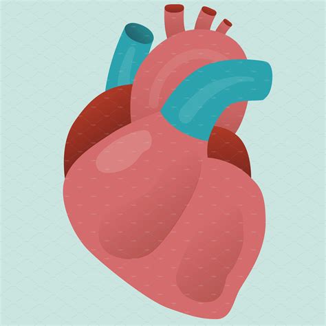 Human Heart Vector Healthcare Illustrations ~ Creative Market