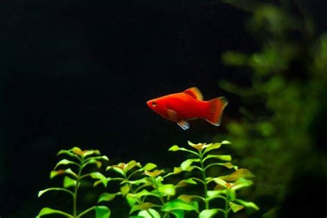 20 Types Of Platy Fish Species Colors And Tail Varieties With