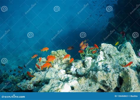 Coral Reef And Tropical Fish Stock Image Image Of Roundelay Nature