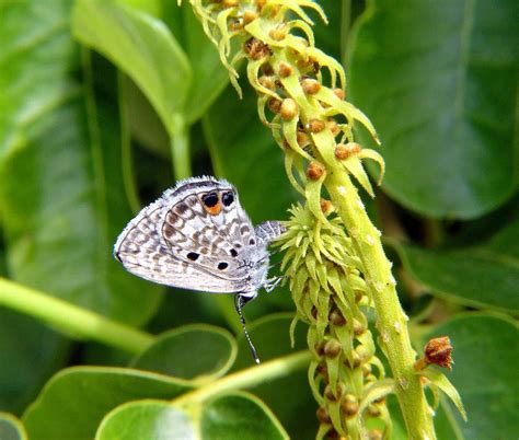 Rare Butterfly Outbreak! Urgent Warning!