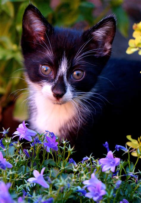 Cat Kitten Pet Young Free Photo On Pixabay Pixabay