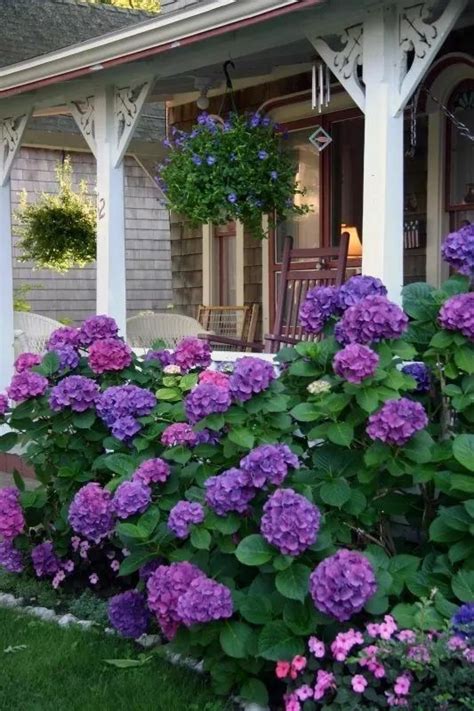 Purple Hydrangeas Around The Front Porch Outdoor Ideas Blumenbeet