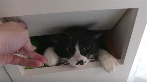 Couple Rescues Worlds Most Annoying Cat Life With Cats