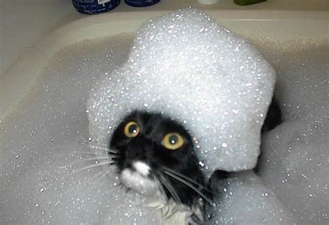Ten Pictures Of Cats In Bubble Baths That Will Make Anyone Smile
