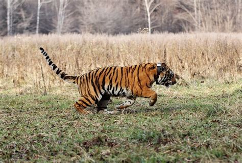 Caspian Tiger Sub Species Set Be Reintroduced To Kazakhstan