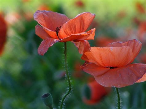 Wallpaper Red Poppies Flowers Close Up 2560x1600 Hd Picture Image