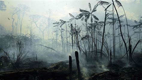 Rainforest 43 Million Hectares Of Tropical Rainforest Destroyed