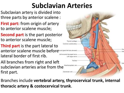 Ppt Root Of The Neck Powerpoint Presentation Id4864351