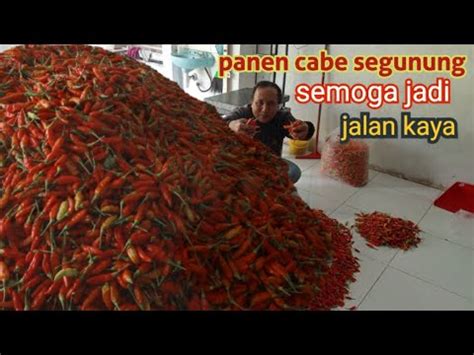 Panen Cabe Berlimpah Rezeki Jalankaya Lancar Youtube