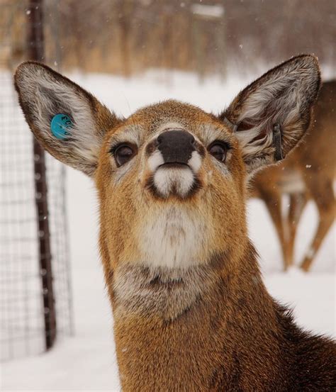 Funny Deer Face Funny Animal
