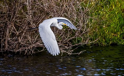 Heron Flight Marsh Free Photo On Pixabay Pixabay