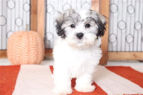 Teddy Bear Puppies For Sale Florida Cute Puppies