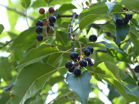 Experts Recommend These Six Native Trees To Plant In The Midwest
