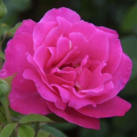 Moderne Edelrose Rose Caprice De Meilland Rosa