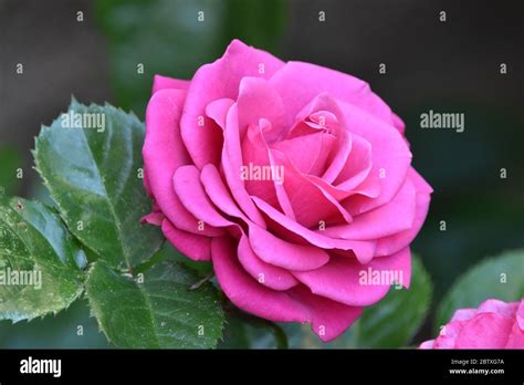 A Photograph Of A Beautiful Single Pink Rose With A Nice Dark