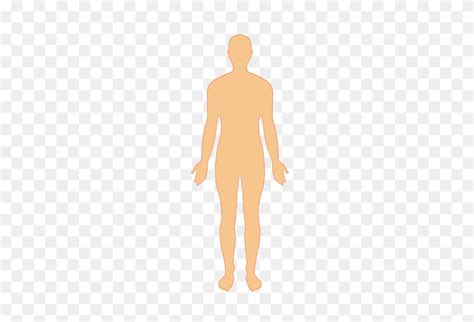 Png Human Body Outline Transparent Human Body Outline Images Human