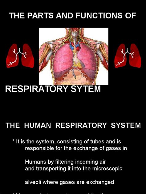 Respiratory System Anatomy And Physiology Exhalation Lung